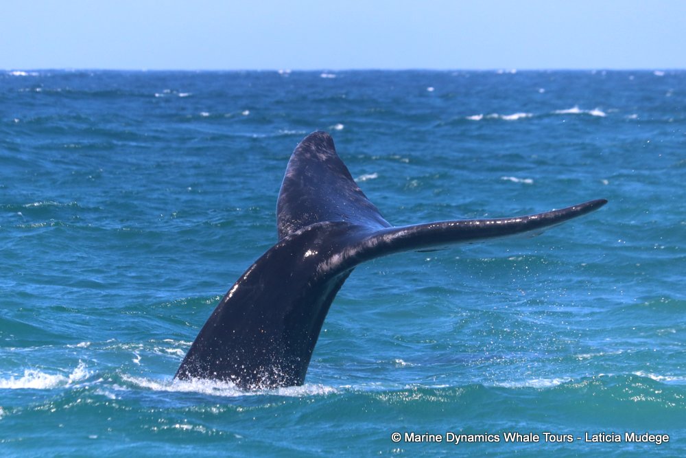 Southern right whale, whale watching, gansbaai, south africa,
