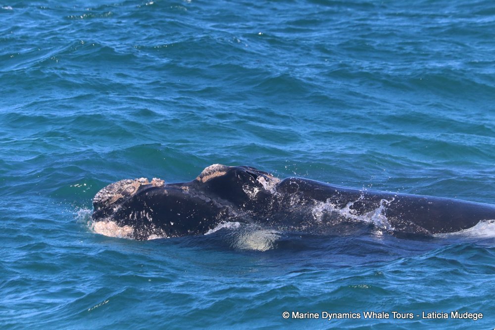 Southern right whale, whale watching, gansbaai, south africa,
