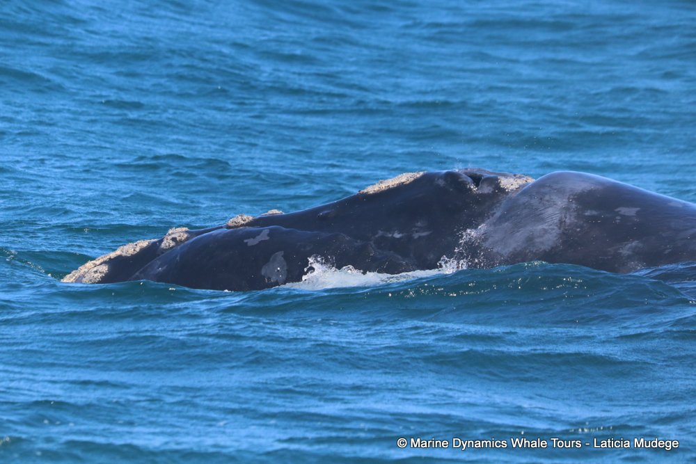 Southern right whale, whale watching, gansbaai, south africa,