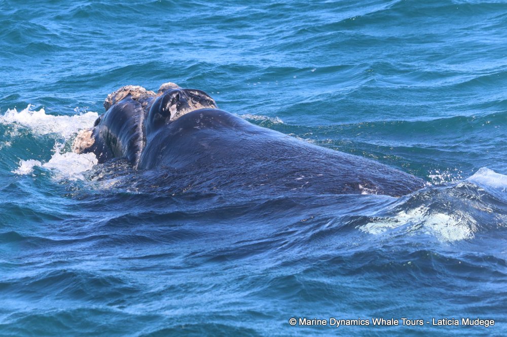 Southern right whale, whale watching, gansbaai, south africa,