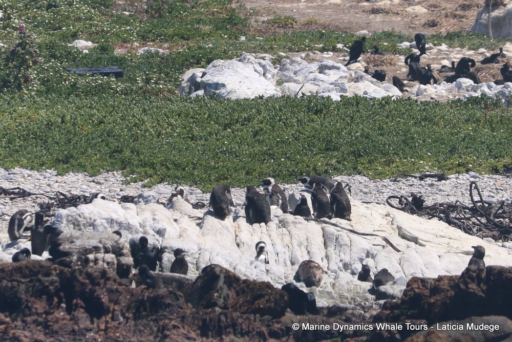 african penguin, whale watching, gansbaai, south africa