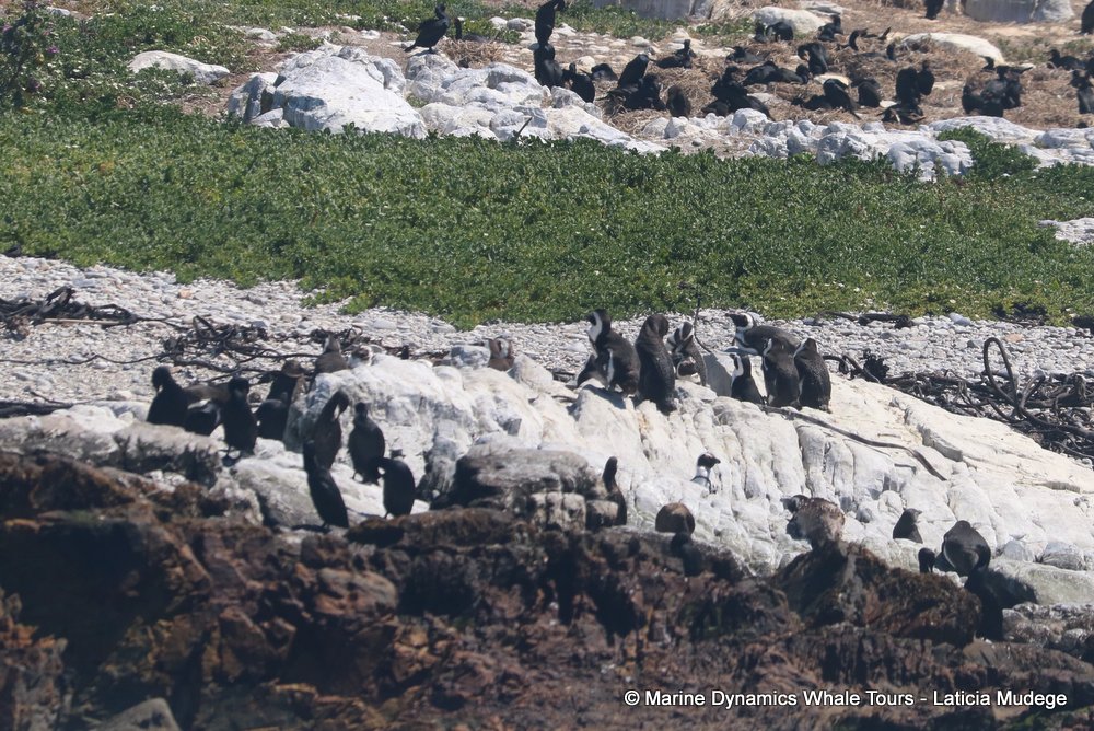 african penguin, whale watching, gansbaai, south africa