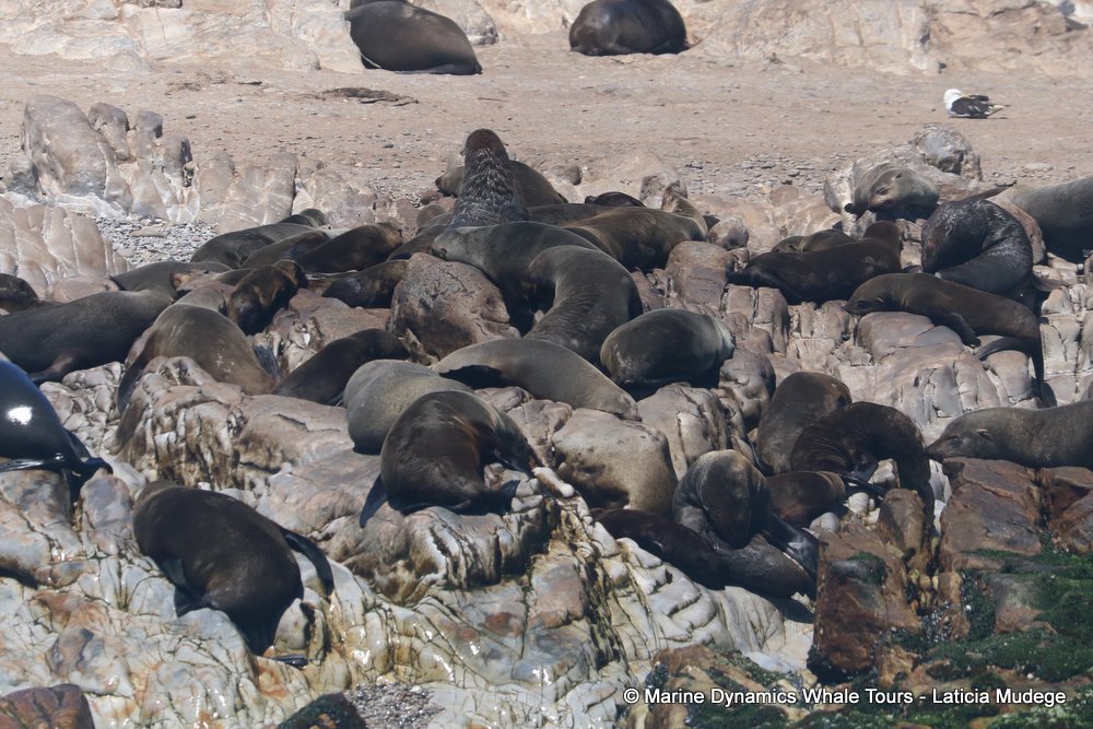 cape fur seal, whale watching, gansbaai, south africa
