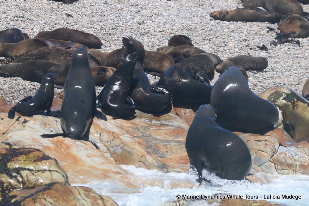 cape fur seal, whale watching, gansbaai, south africa