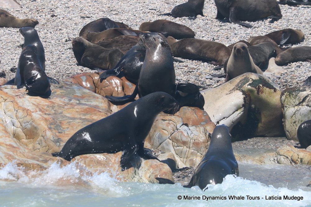 cape fur seal, whale watching, gansbaai, south africa