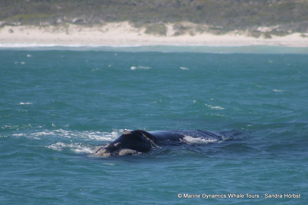 Southern right whale, whale watching, gansbaai, south africa,