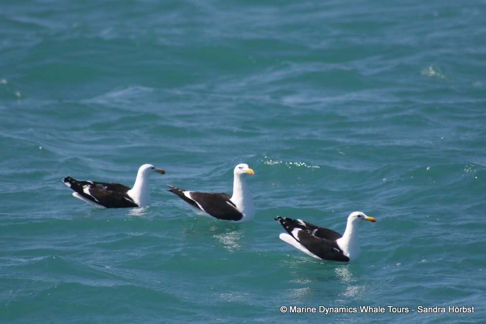 gull, whale watching, gansbaai, south africa,