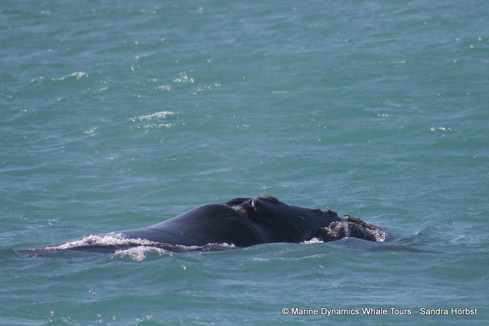 Southern right whale, whale watching, gansbaai, south africa,