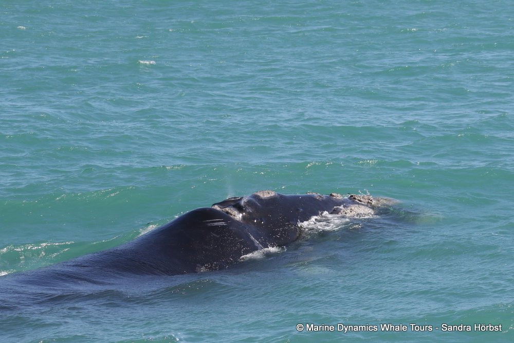 Southern right whale, whale watching, gansbaai, south africa,