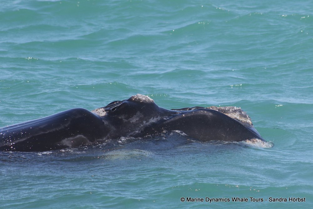 Southern right whale, whale watching, gansbaai, south africa,
