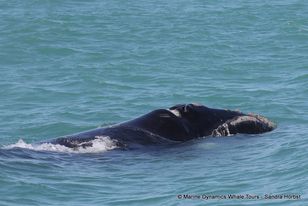 Southern right whale, whale watching, gansbaai, south africa,