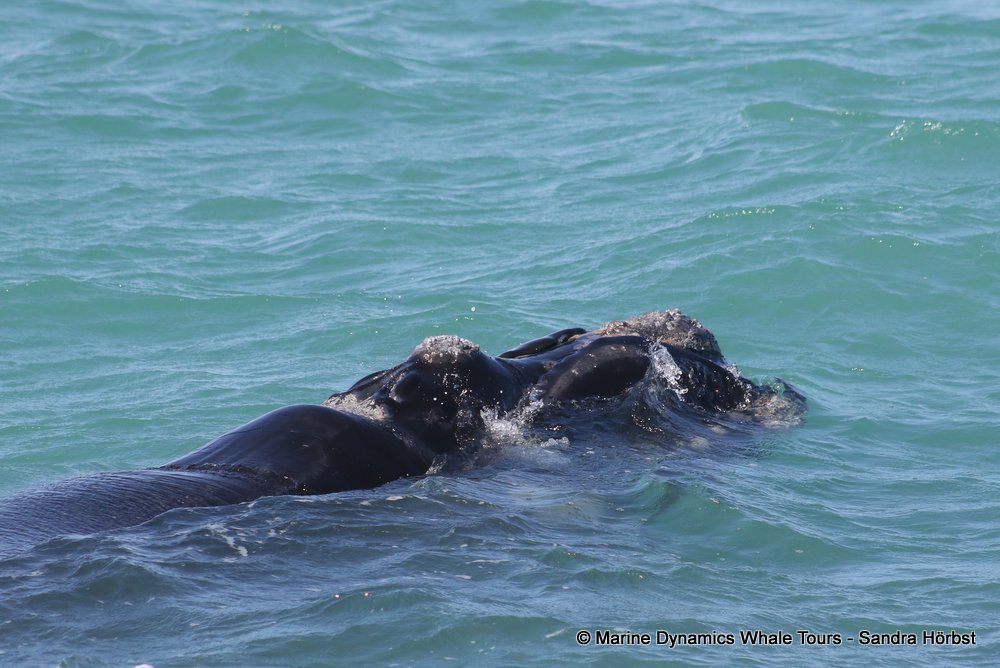 Southern right whale, whale watching, gansbaai, south africa,