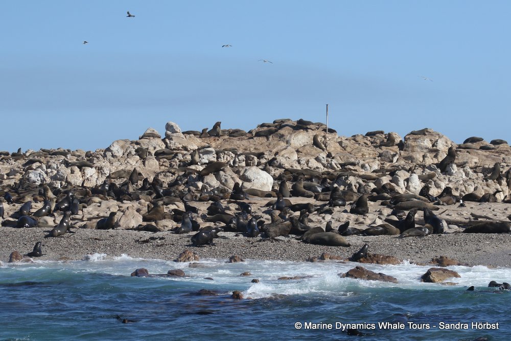 cape fur seal, whale watching, gansbaai, south africa