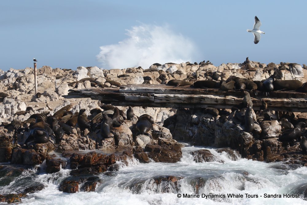 cape fur seal, whale watching, gansbaai, south africa