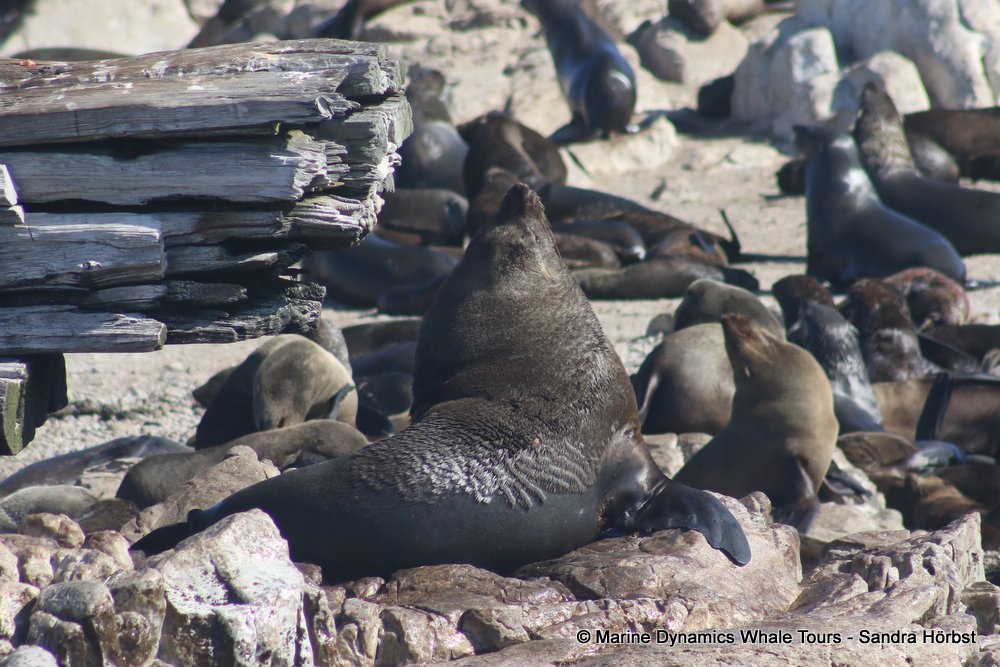 cape fur seal, whale watching, gansbaai, south africa