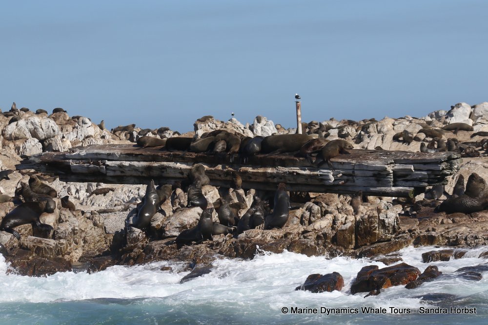 cape fur seal, whale watching, gansbaai, south africa