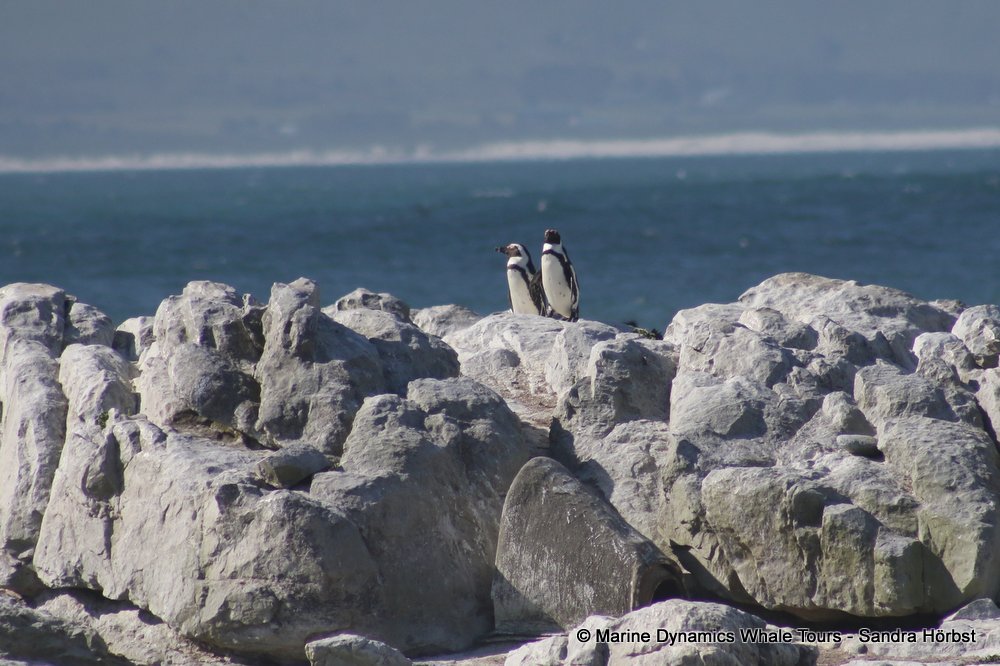 penguins, whale watching, gansbaai, south africa,