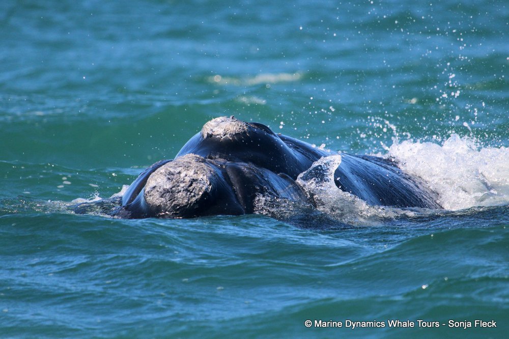 Southern right whale, whale watching, gansbaai, south africa,