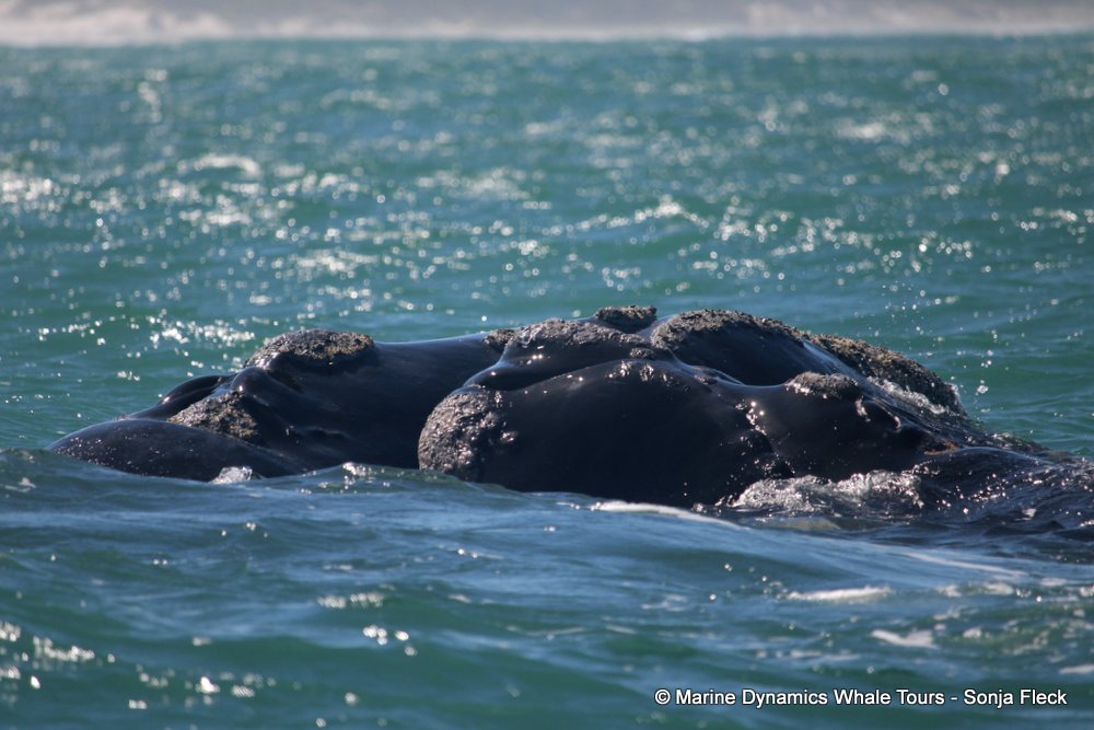 Southern right whale, whale watching, gansbaai, south africa,