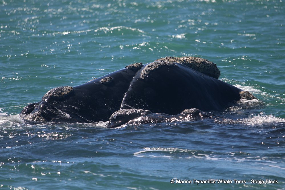 Southern right whale, whale watching, gansbaai, south africa,