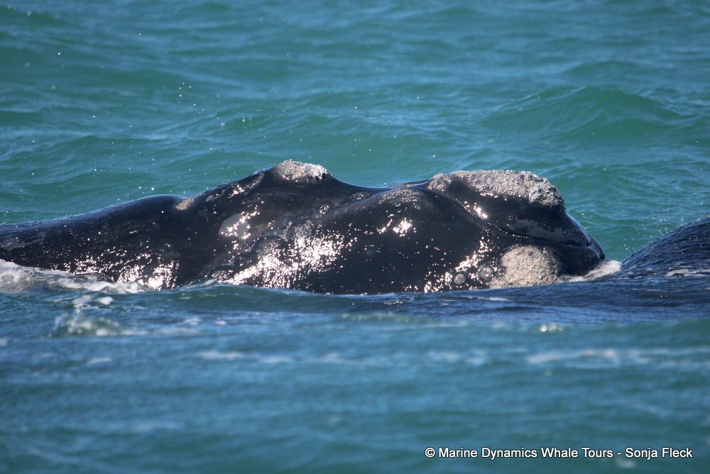 Southern right whale, whale watching, gansbaai, south africa,
