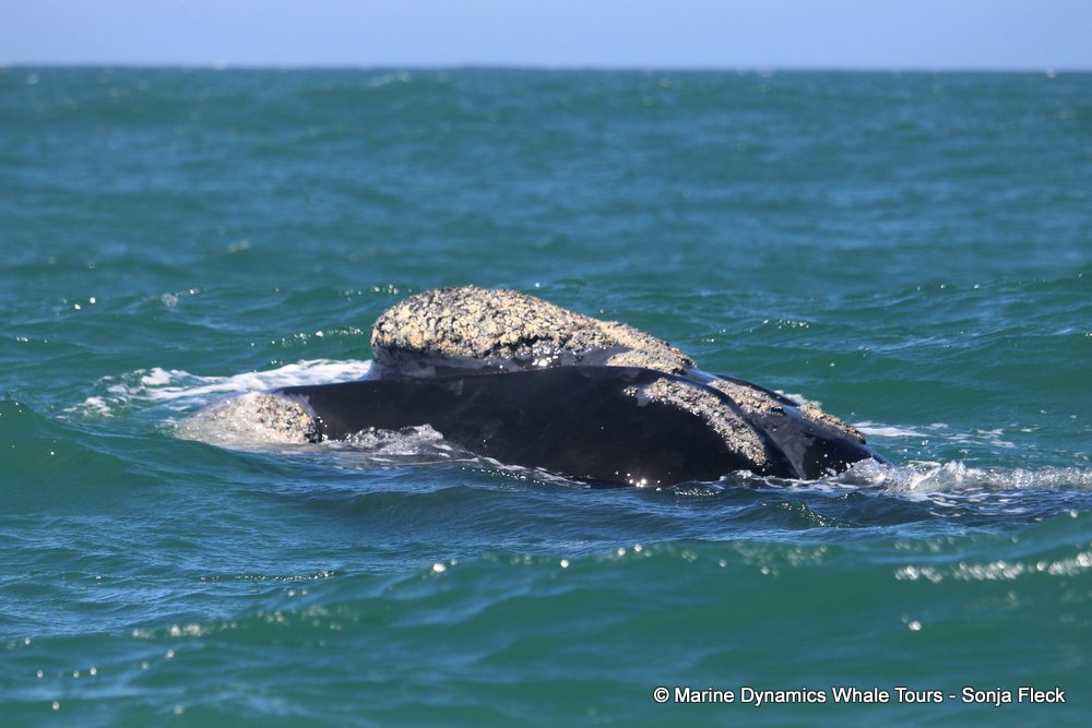 Southern right whale, whale watching, gansbaai, south africa,
