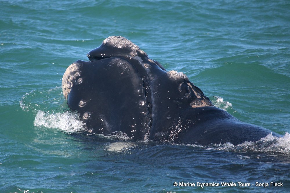 Southern right whale, whale watching, gansbaai, south africa,