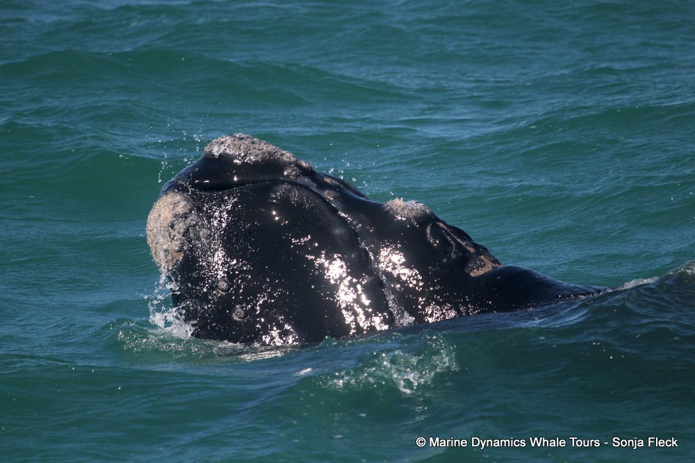Southern right whale, whale watching, gansbaai, south africa,