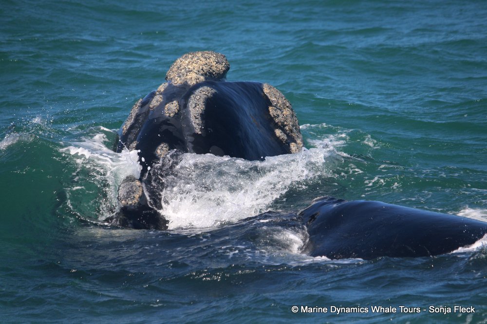 Southern right whale, whale watching, gansbaai, south africa,