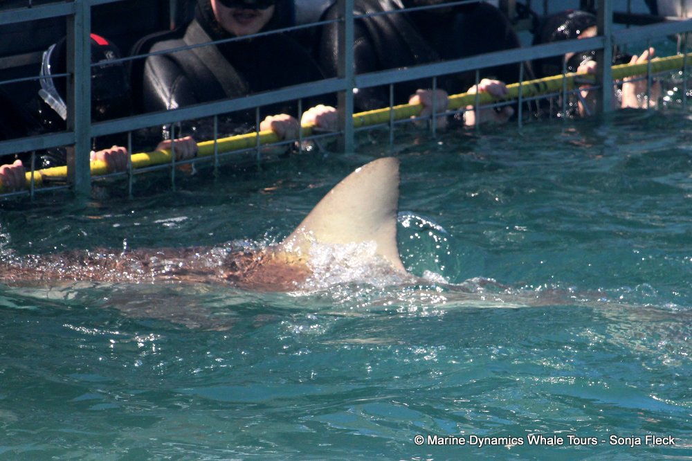 bronze whaler shark, whale watching, gansbaai, south africa,