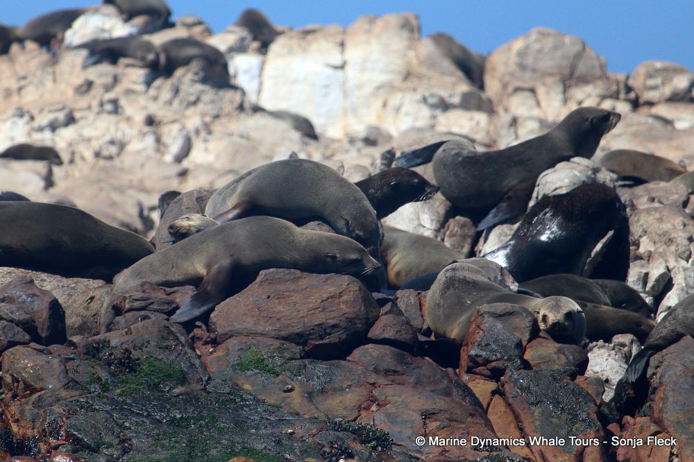 cape fur seal, whale watching, gansbaai, south africa