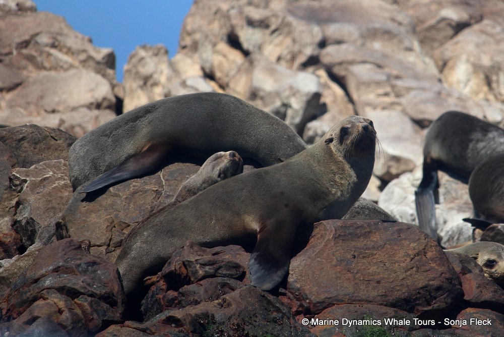 cape fur seal, whale watching, gansbaai, south africa