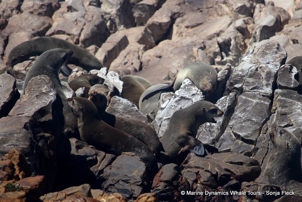 cape fur seal, whale watching, gansbaai, south africa