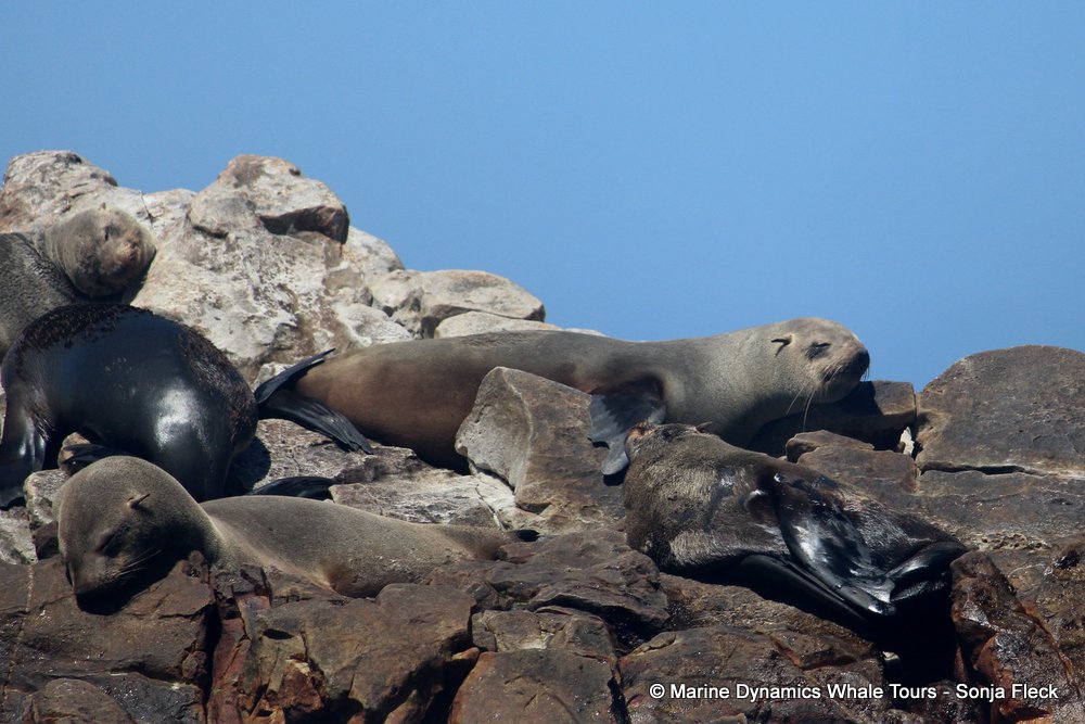 cape fur seal, whale watching, gansbaai, south africa