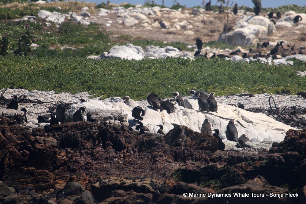 african penguin, whale watching, gansbaai, south africa