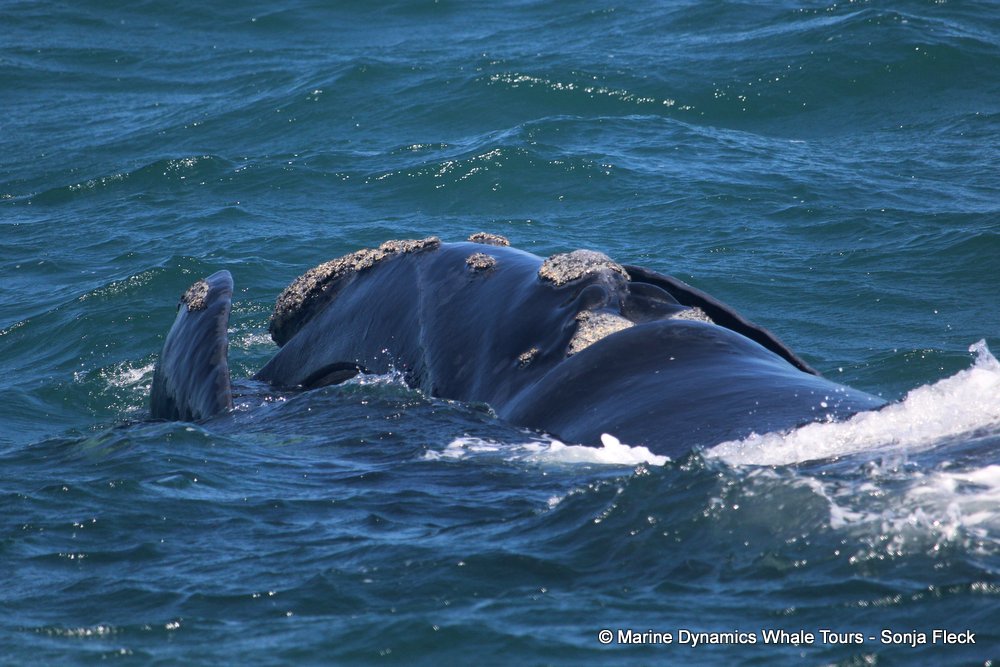Southern right whale, whale watching, gansbaai, south africa,