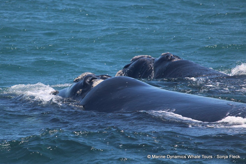 Southern right whale, whale watching, gansbaai, south africa,