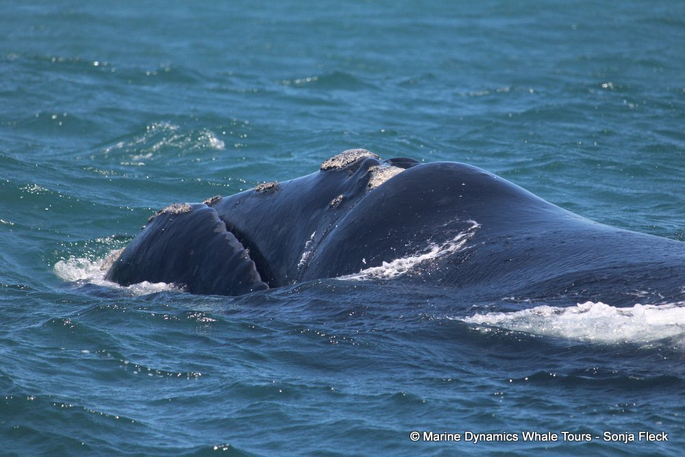 Southern right whale, whale watching, gansbaai, south africa,