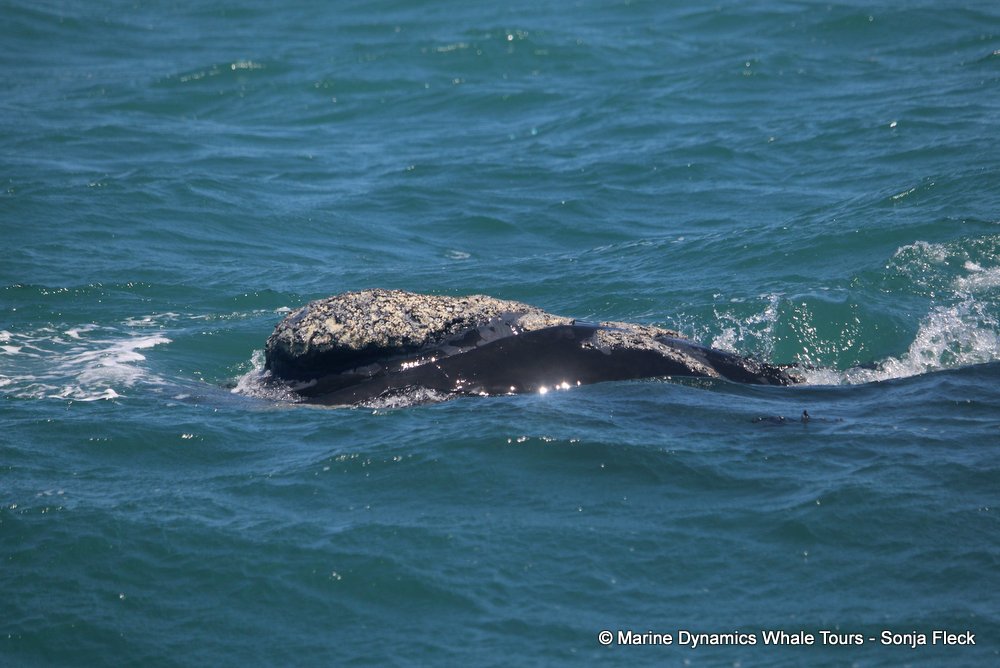 Southern right whale, whale watching, gansbaai, south africa,