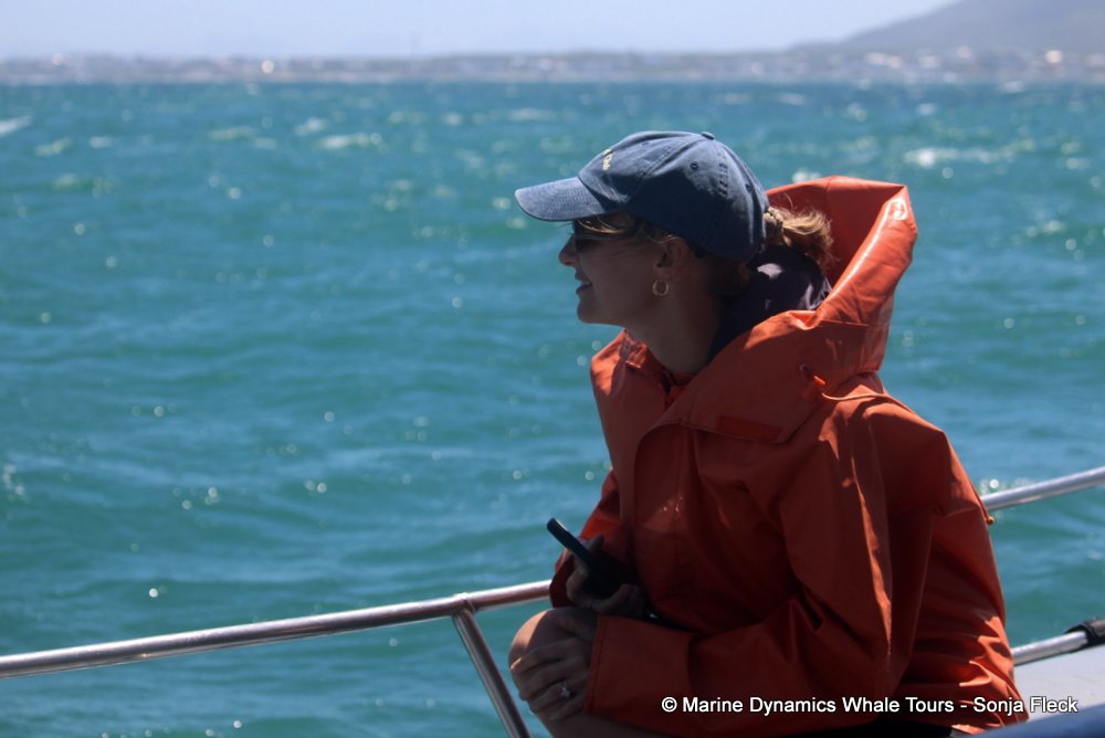 whale watching, gansbaai, south africa,