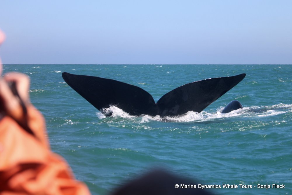 Southern right whale, whale watching, gansbaai, south africa,