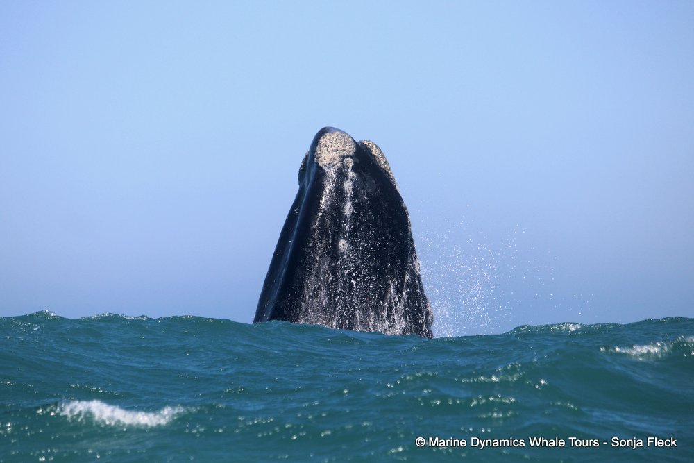 Southern right whale, whale watching, gansbaai, south africa,