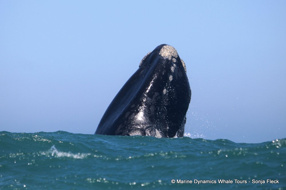 Southern right whale, whale watching, gansbaai, south africa,
