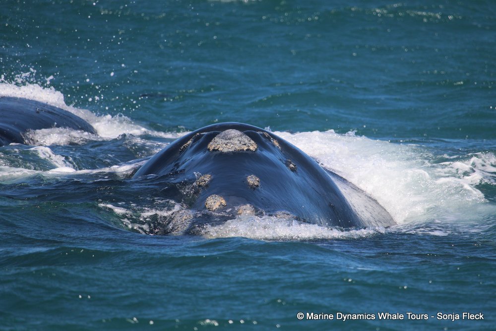 Southern right whale, whale watching, gansbaai, south africa,