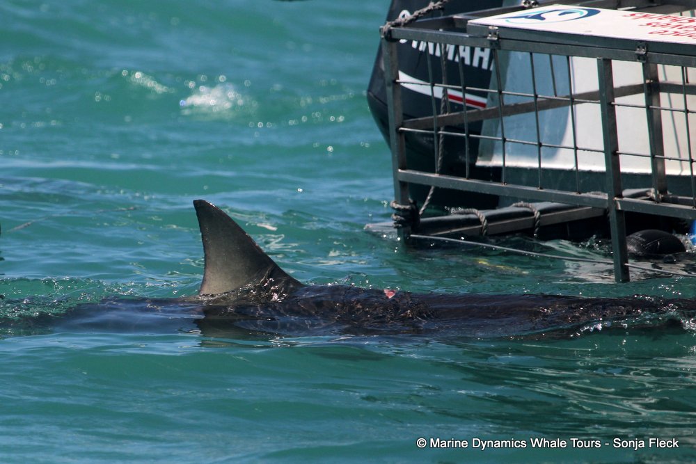 bronze whaler shark, whale watching, gansbaai, south africa,