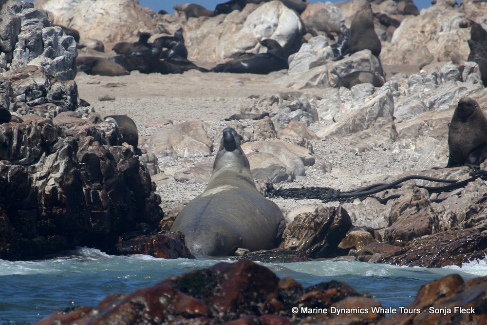 elephant seal, whale watching, gansbaai, south africa