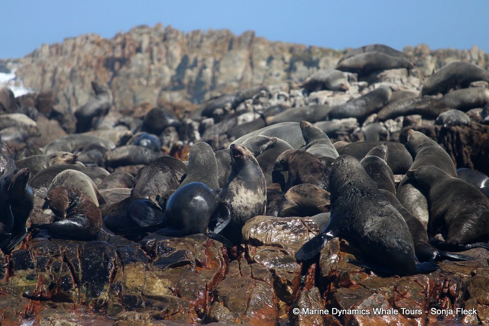 cape fur seal, whale watching, gansbaai, south africa