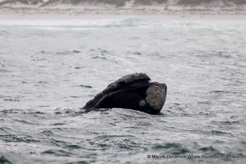 Southern right whale, whale watching, gansbaai, south africa,