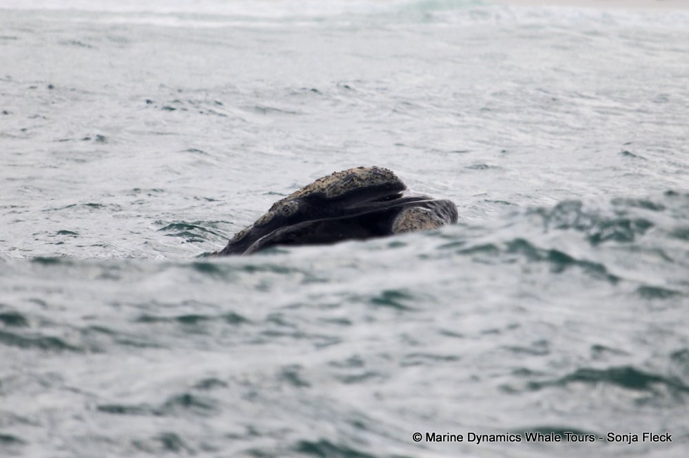 Southern right whale, whale watching, gansbaai, south africa,