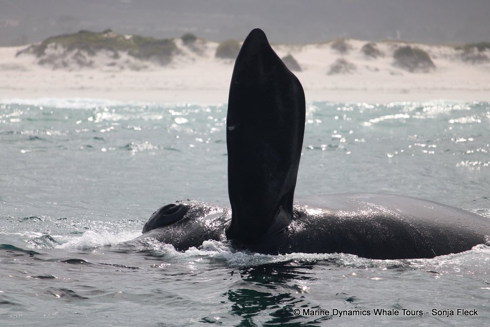Southern right whale, whale watching, gansbaai, south africa,